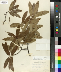 Quercus incana image