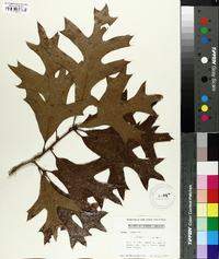 Quercus laevis image