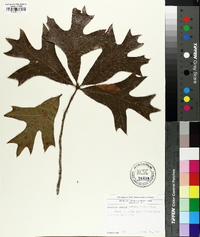 Quercus laevis image