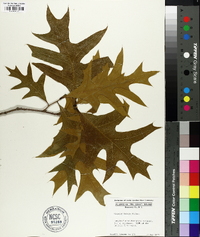 Quercus laevis image