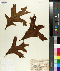 Quercus laevis image