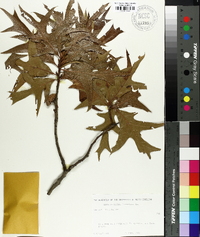 Quercus laevis image