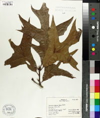 Quercus laevis image