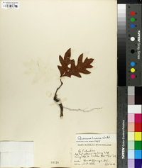 Quercus laevis image