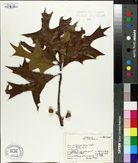 Quercus laevis image