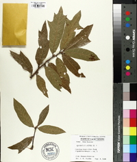 Quercus laevis image