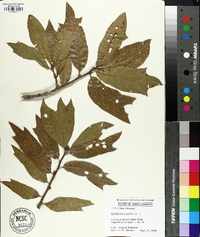 Quercus laevis image