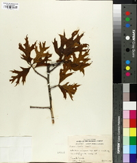 Quercus laevis image