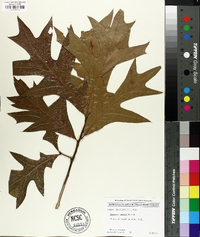 Quercus laevis image