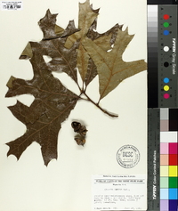 Quercus laevis image