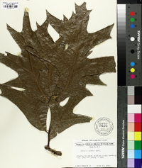 Quercus laevis image