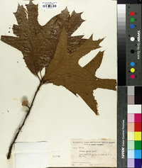 Quercus laevis image