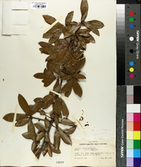 Quercus laurifolia image
