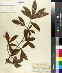 Quercus laurifolia image