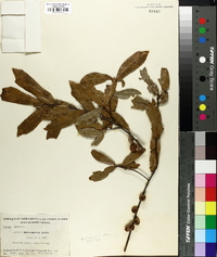 Quercus laurifolia image