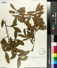 Quercus laurifolia image