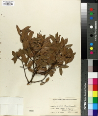 Quercus laurifolia image