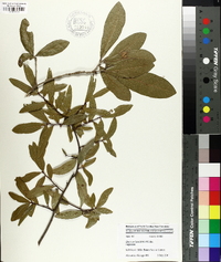 Quercus hemisphaerica image