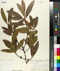 Quercus laurifolia image