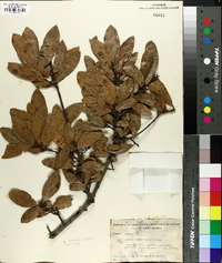 Quercus laurifolia image