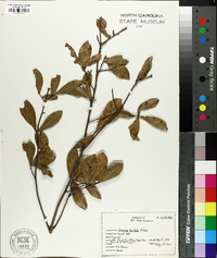 Quercus laurifolia image