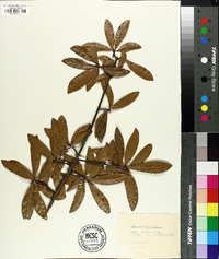 Quercus laurifolia image