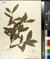 Quercus laurifolia image