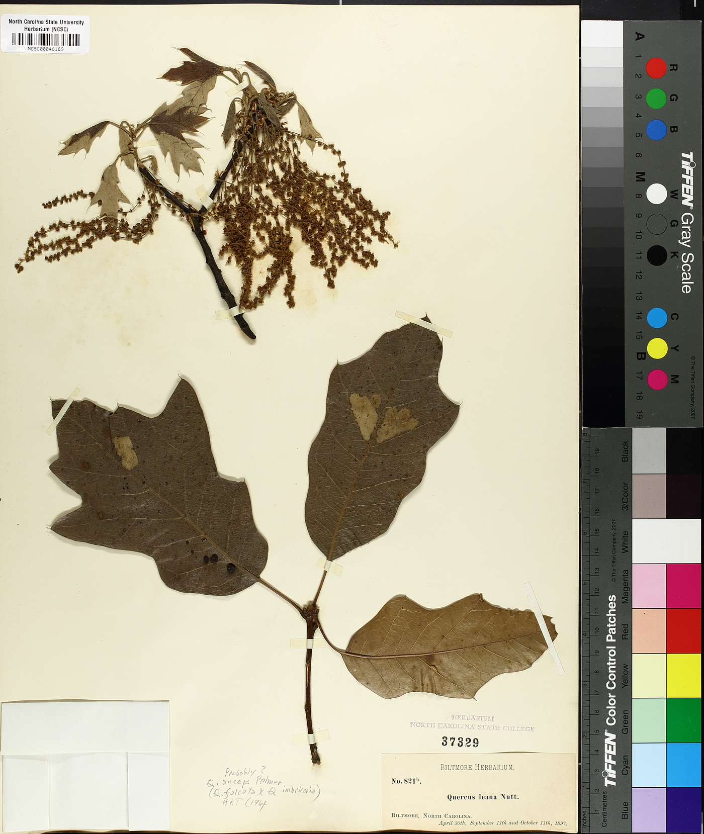 Quercus x anceps image