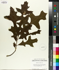 Quercus lyrata image