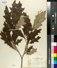 Quercus lyrata image