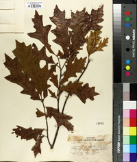 Quercus lyrata image