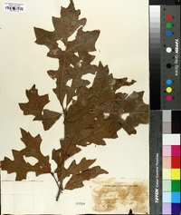 Quercus lyrata image