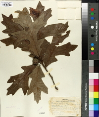 Quercus lyrata image