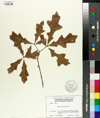 Quercus lyrata image