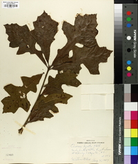 Quercus lyrata image