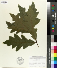 Quercus lyrata image