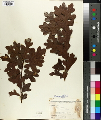 Quercus margaretta image