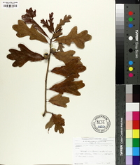 Quercus margaretta image