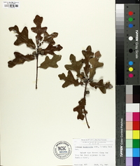 Quercus margaretta image