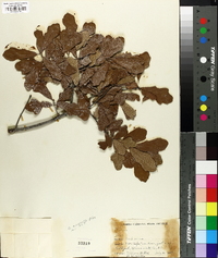 Quercus margaretta image
