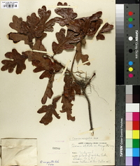 Quercus margaretta image