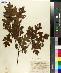 Quercus margaretta image