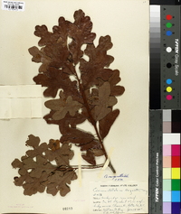 Quercus margaretta image