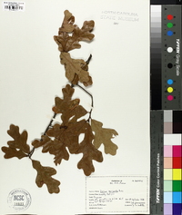 Quercus margaretta image