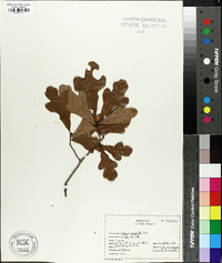 Quercus margaretta image