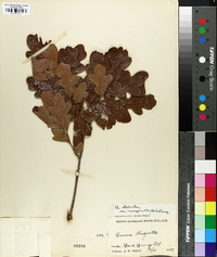 Quercus margaretta image