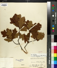 Quercus margaretta image