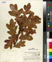 Quercus margaretta image