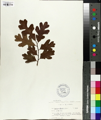 Quercus margaretta image