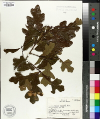 Quercus margaretta image